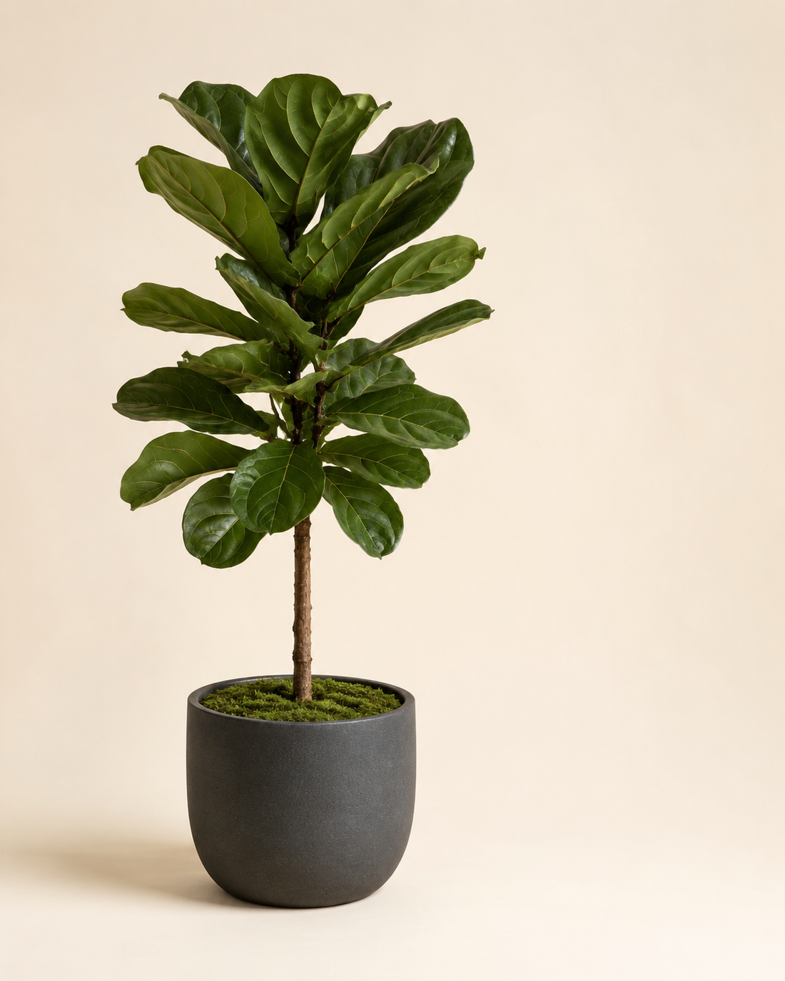 Long-lasting plant gift from Floral Masters in Norcross