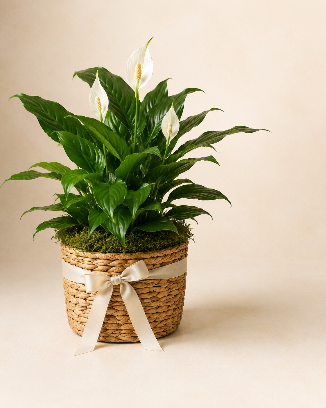 Peaceful sympathy plant basket by Floral Masters