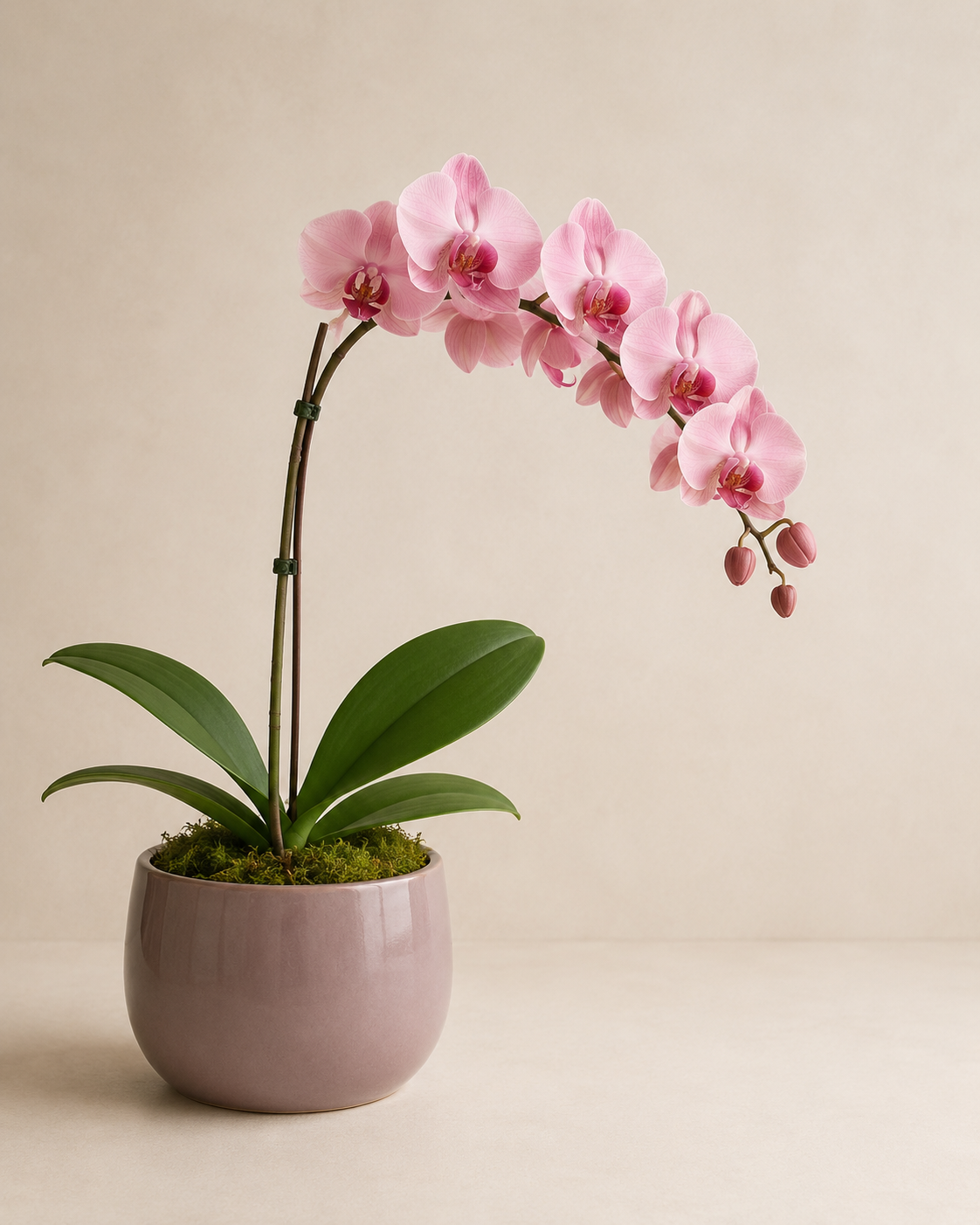 Blush Cascade Orchid with arching blush-pink Phalaenopsis blooms and natural moss in a rose-taupe ceramic cachepot