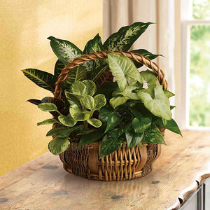 Emerald Garden Basket — original catalog lifestyle photo, Standard arrangement shown in a room setting