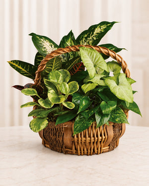 Emerald Garden Basket - Standard