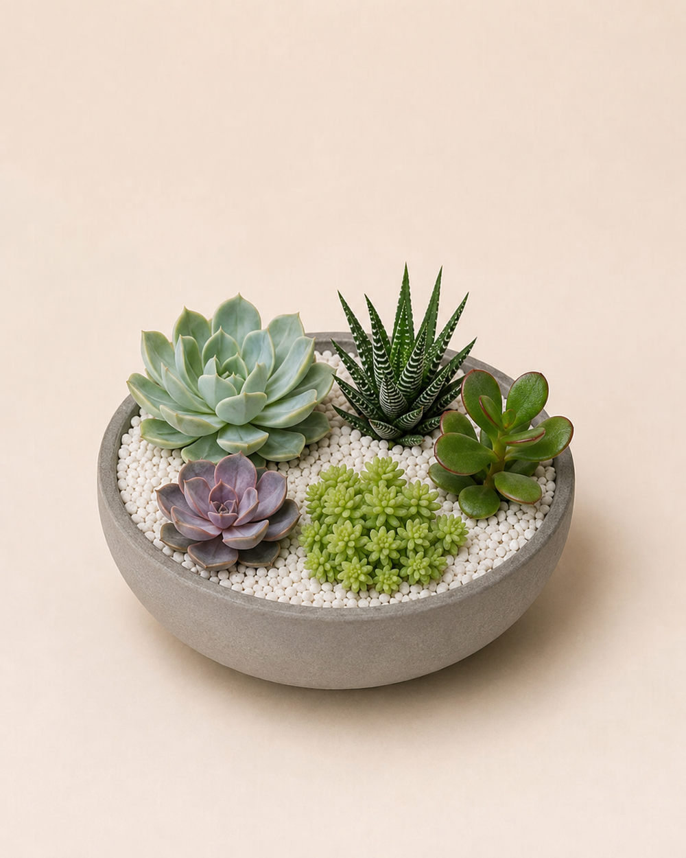 Five-Succulent Geometry — Standard, five succulents