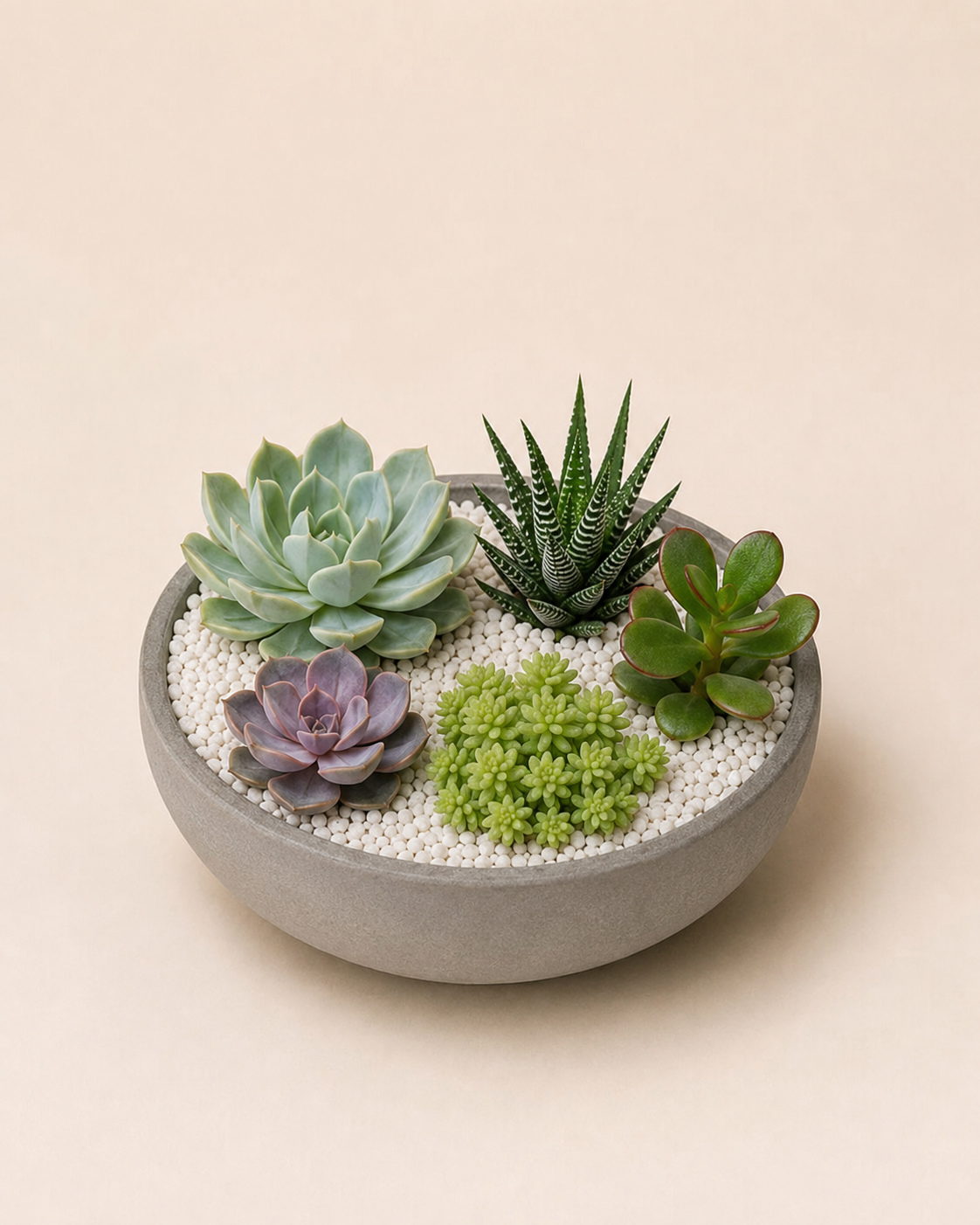 Five-Succulent Geometry — Standard, five succulents
