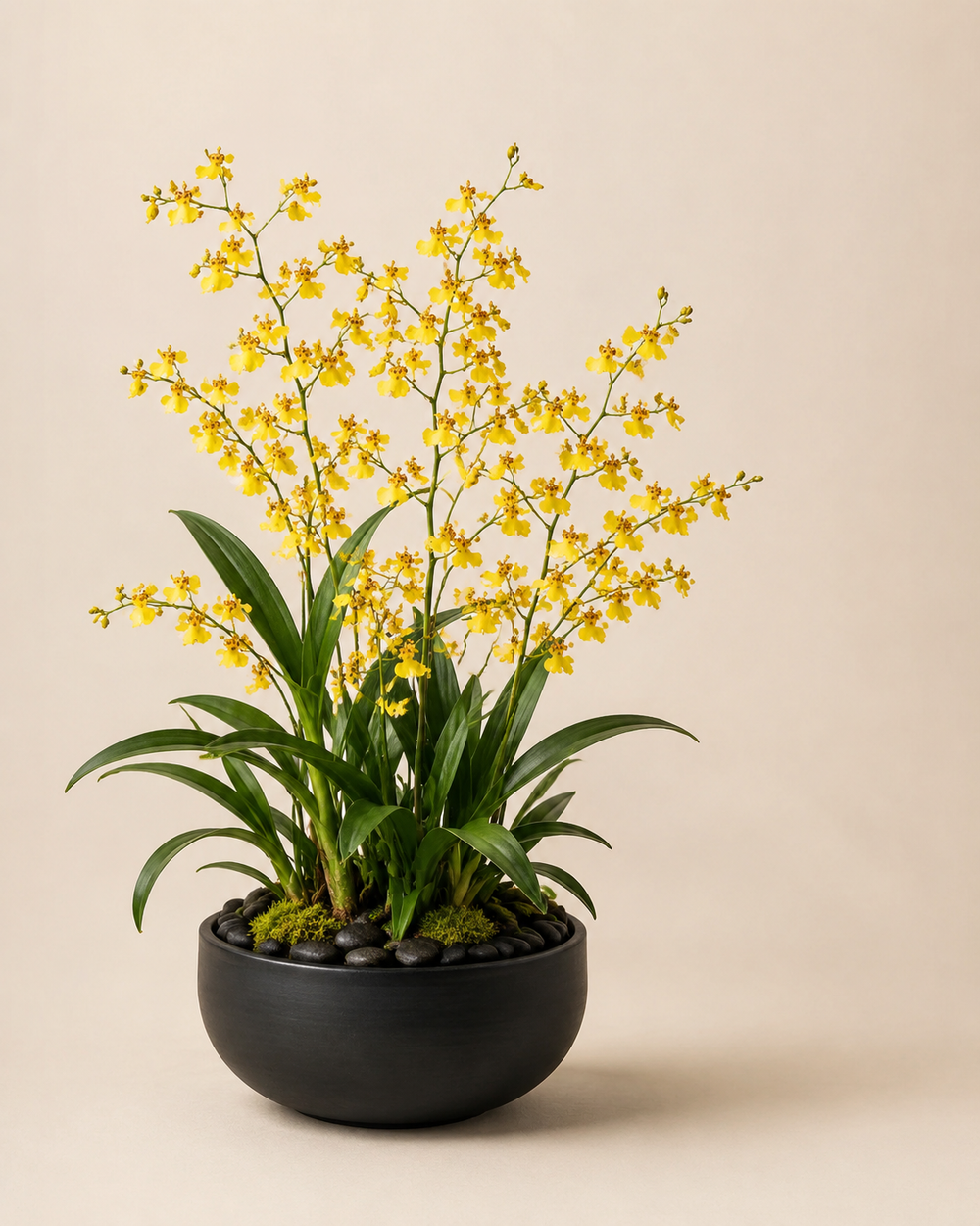 Golden Dancing Orchid Garden with yellow Oncidium sprays, natural moss, and dark river stones in a low matte-black ceramic planter
