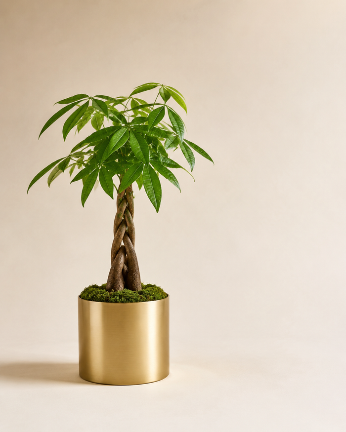 Golden Trunk Money Tree
