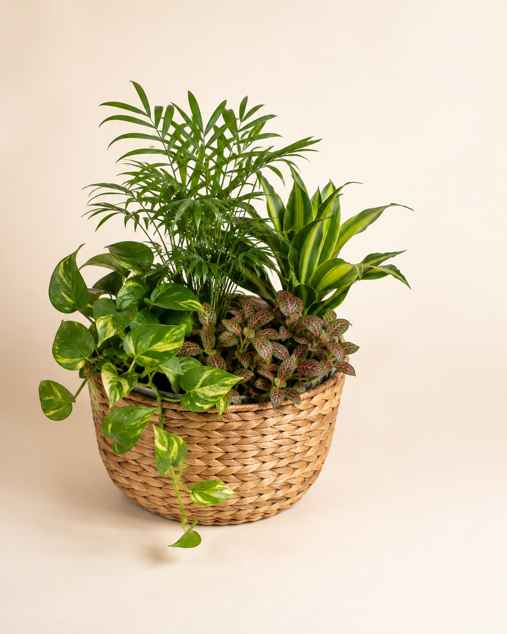 Green Reset Garden in a natural wicker basket