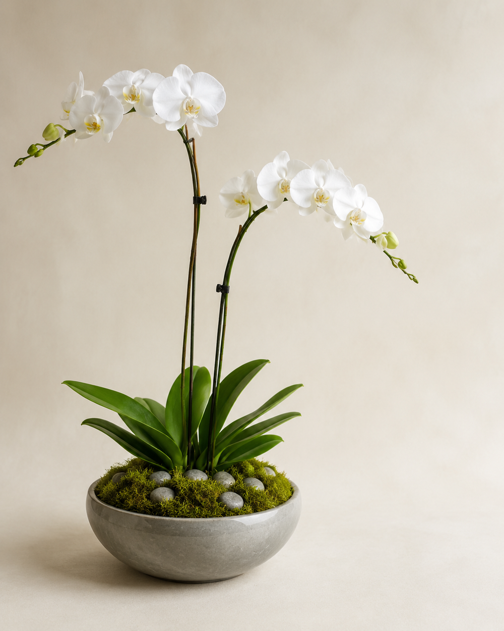 Moonstone Double Orchid with two white Phalaenopsis stems, natural moss, and polished gray stones in a broad moonstone ceramic bowl