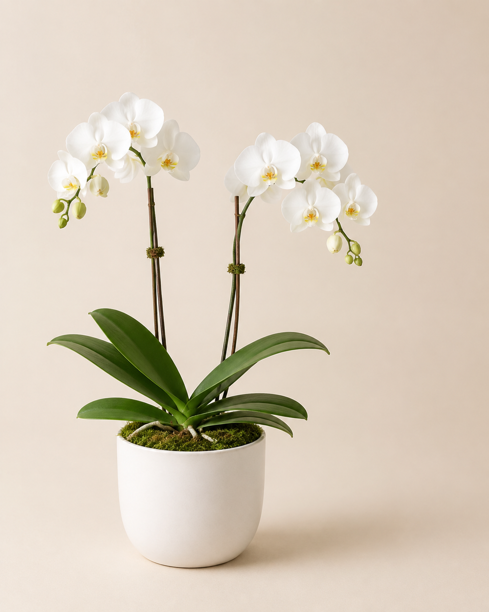 Norcross White Orchid in a white ceramic cachepot