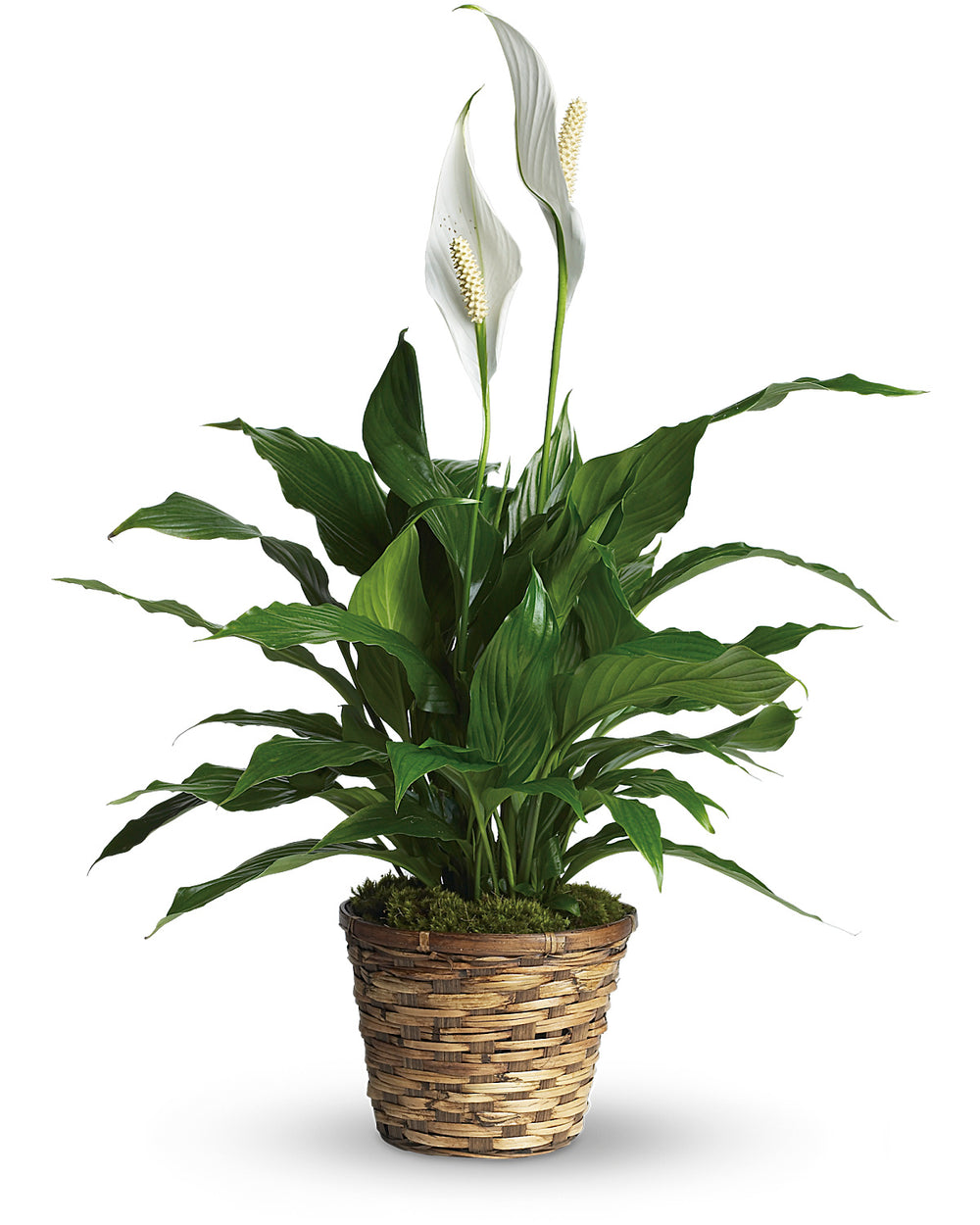 Peaceful Leaf Basket - Standard small peace lily in a woven basket