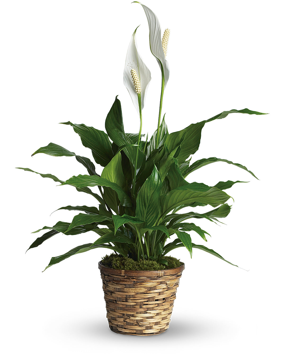 Peaceful Leaf Basket - Standard small peace lily in a woven basket