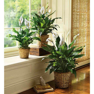 Peaceful Leaf Basket — original catalog photo showing small, medium and large peace lilies together