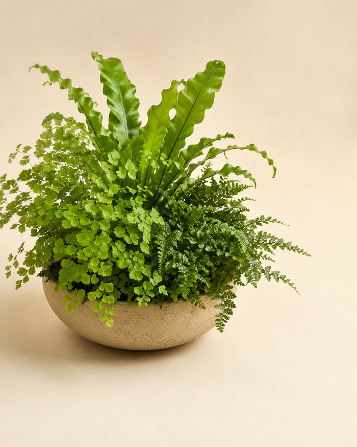 Woodland Fern Bowl